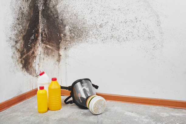 Best Residential Mold Remediation in Nashotah, WI