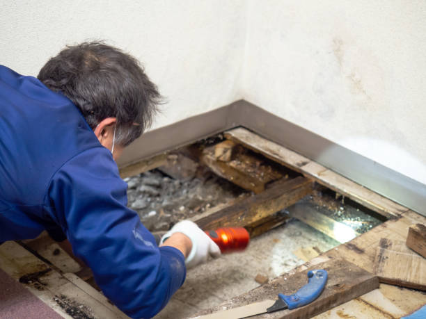 Best Black Mold Remediation in Nashotah, WI