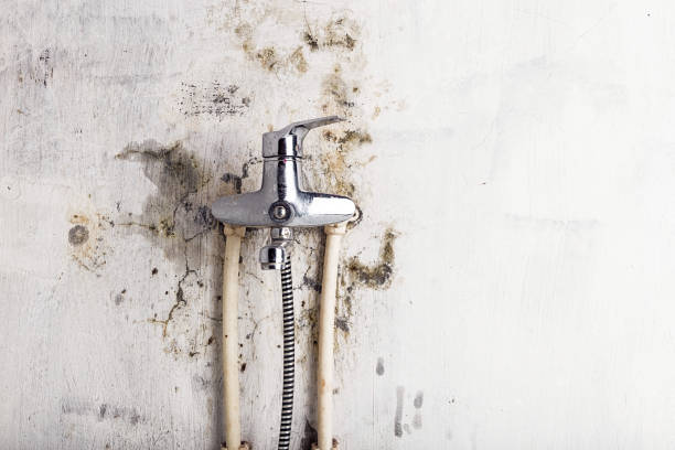 Best Post-Remediation Services in Nashotah, WI