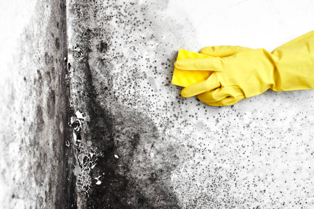 Best Industrial Mold Remediation in Nashotah, WI
