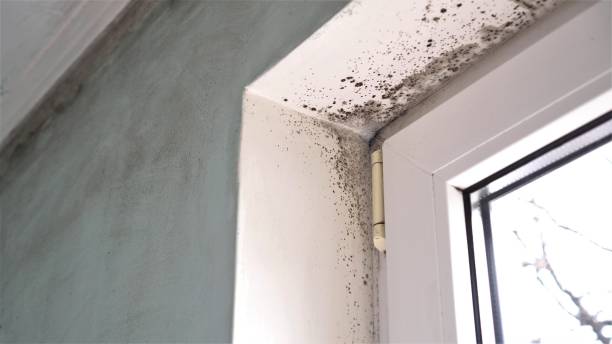 Best Basement Mold Remediation in Nashotah, WI