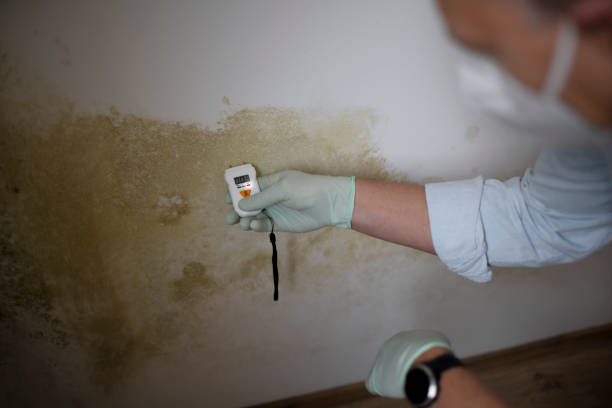 Best Health and Safety Mold Remediation in Nashotah, WI