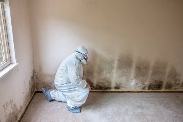Trusted Nashotah, WI Mold Remediation Experts