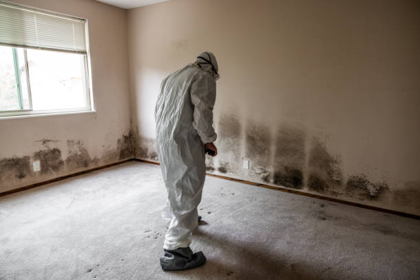 Best White Mold Remediation in Nashotah, WI
