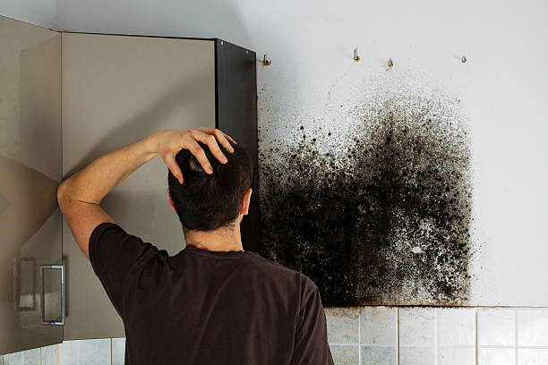 Best Residential Mold Remediation in Nashotah, WI