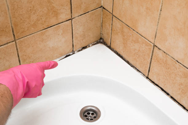 Best HVAC Mold Remediation in Nashotah, WI